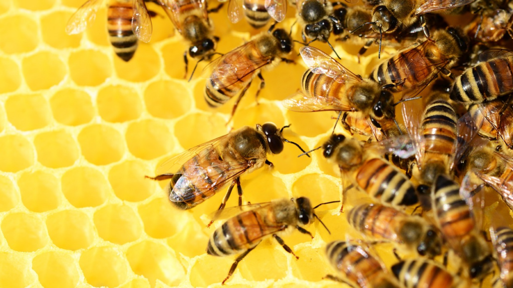 꿀이 정말 건강에 좋을까?